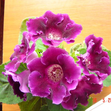 gloxinia mea mov